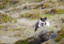 Arctic fox encounter