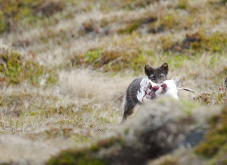 Arctic fox encounter