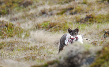 Arctic fox encounter