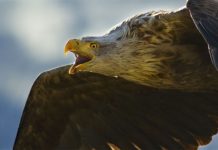 The days of DOS are gone and blogging begins My winning photo of the Sea Eagle.