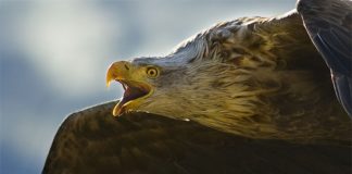 My winning photo of the Sea Eagle.