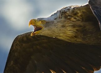 My winning photo of the Sea Eagle.
