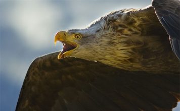 My winning photo of the Sea Eagle.