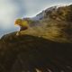 My winning photo of the Sea Eagle.