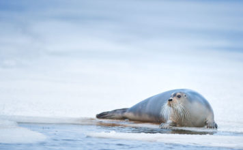 Bearded seal at my petrol station