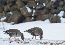 Eastern-white fronted geese in the frozen world of Myvatn