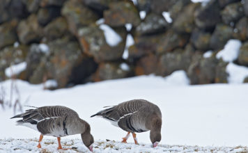 Eastern-white fronted geese in the frozen world of Myvatn
