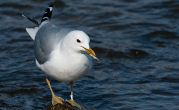 27 year old Mew Gull