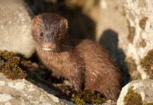 The hard to find mink is found