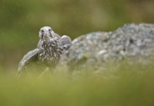 Falcon in Iceland