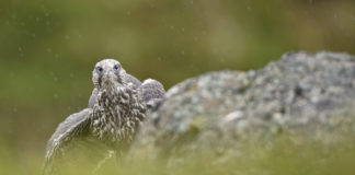 Falcon in Iceland