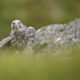 Falcon in Iceland