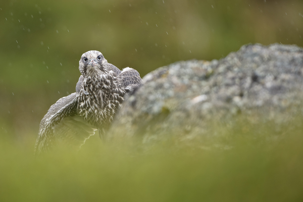 Falcon in Iceland