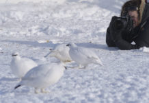 Photographing ptarmigans