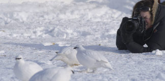 Photographing ptarmigans