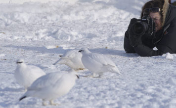 Photographing ptarmigans