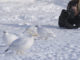Photographing ptarmigans