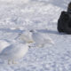 Photographing ptarmigans