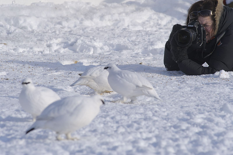Photographing ptarmigans