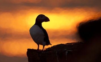 Dolphins, whales and puffins – Grimsey has it all