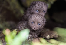 How cute can you be?