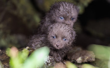 How cute can you be?