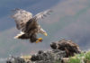 Sea Eagle landing at the nest with alive lumpfish