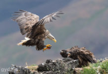 The invisible work behind the photos Sea Eagle landing at the nest with alive lumpfish