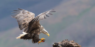 Sea Eagle landing at the nest with alive lumpfish