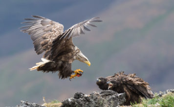 Sea Eagle landing at the nest with alive lumpfish