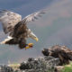 Sea Eagle landing at the nest with alive lumpfish