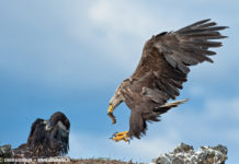 Haförn, Sea-eagle