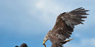 Haförn, Sea-eagle