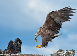 Haförn, Sea-eagle