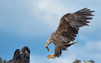 White-tailed eagle photography Haförn, Sea-eagle