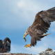 Haförn, Sea-eagle