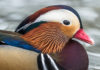 Mandarin duck makes the headlines in Iceland