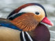 Mandarin duck makes the headlines in Iceland