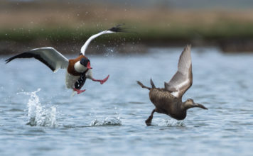 Bird action photography in east-Iceland