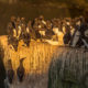 Common Murre (Uria aalge)
