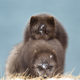Arctic Fox, Vulpes lagopus fuliginosus