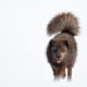 Arctic Fox, Vulpes lagopus fuliginosus