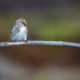 Common Redpoll (Carduelis flammea)