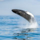 Humpback whale (Hnufubakur)