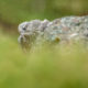 Gyrfalcon (Falco rusticolus)