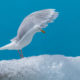 Glaucous Gull (Larus hyperboreus)