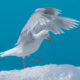 Glaucous Gull (Larus hyperboreus)