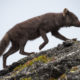 Wild Arctic fox in Iceland. Sometimes called mountain-fox.