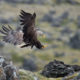 White-tailed Eagle (Haliaeetus albicilla)
