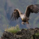 White-tailed Eagle (Haliaeetus albicilla)